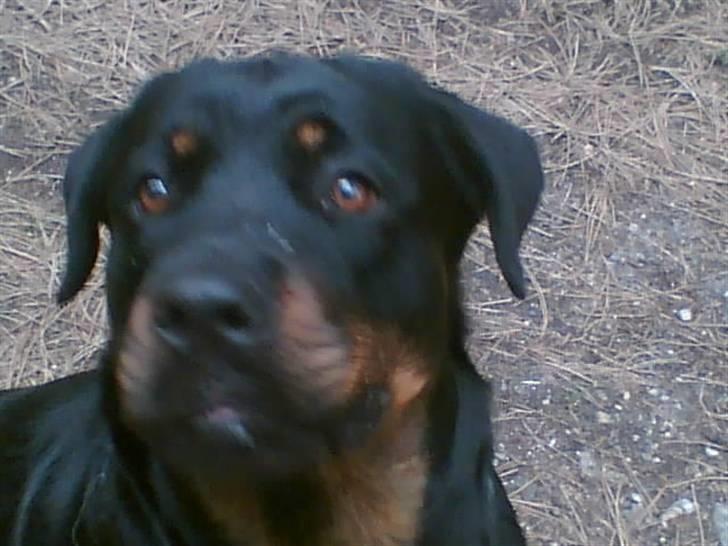 Rottweiler Jilly - hmm tar du nu billeder igen billede 9