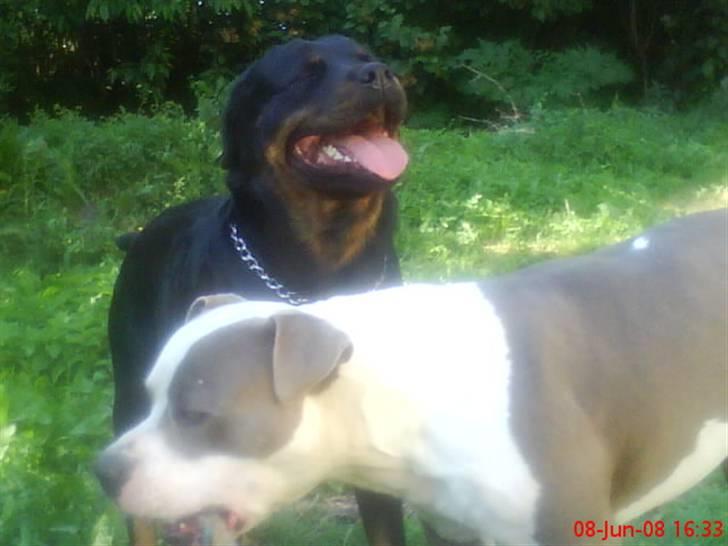 Rottweiler Jilly - vi lige blevet forældre:) billede 10