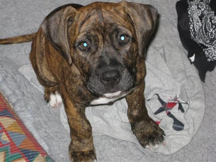 Amerikansk staffordshire terrier Dollar billede 10