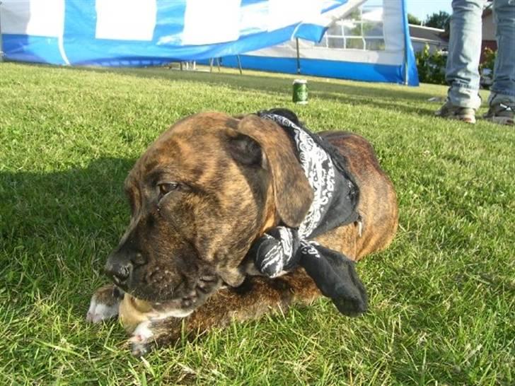 Amerikansk staffordshire terrier Dollar billede 11