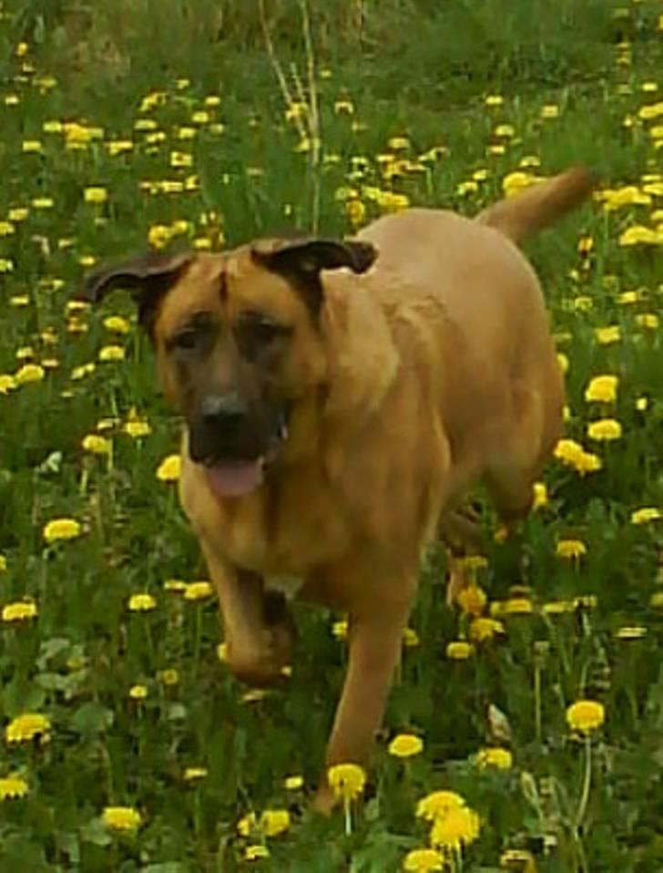 Mastiff Amaroq - Jeg elsker mælkebøtter... billede 11