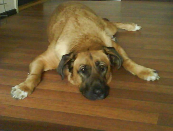 Mastiff Amaroq - Hold da op en lang dag... Skal vi ik´snart spise... billede 12