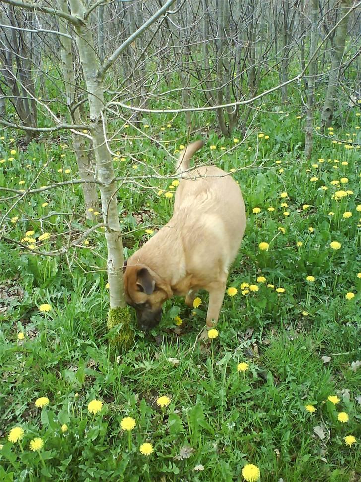 Mastiff Amaroq - Der er sgu nogen under den stamme...  billede 13