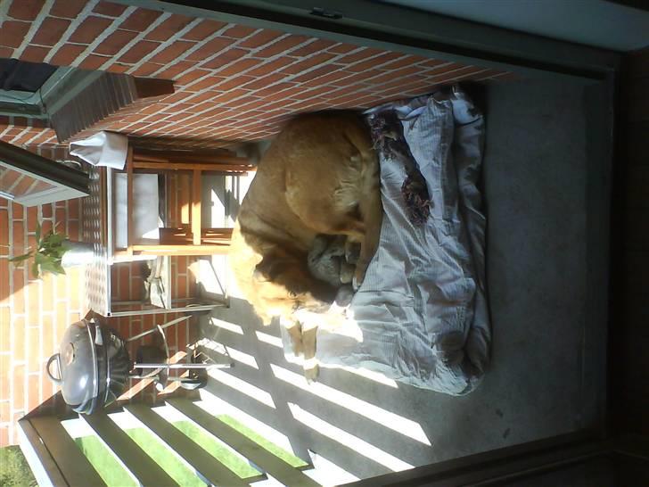 Mastiff Amaroq - Ligger lige og daser lidt sammen med bamse... billede 14