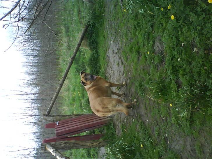 Mastiff Amaroq - Jeg har fundet udgangen... billede 15