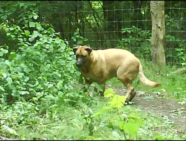 Mastiff Amaroq - Hvis du går den vej, så går jeg den anden vej... billede 16