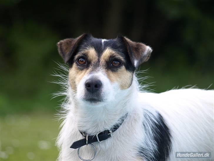 Jack russell terrier Soffi - - Velkommen til Soffis profil;) billede 1