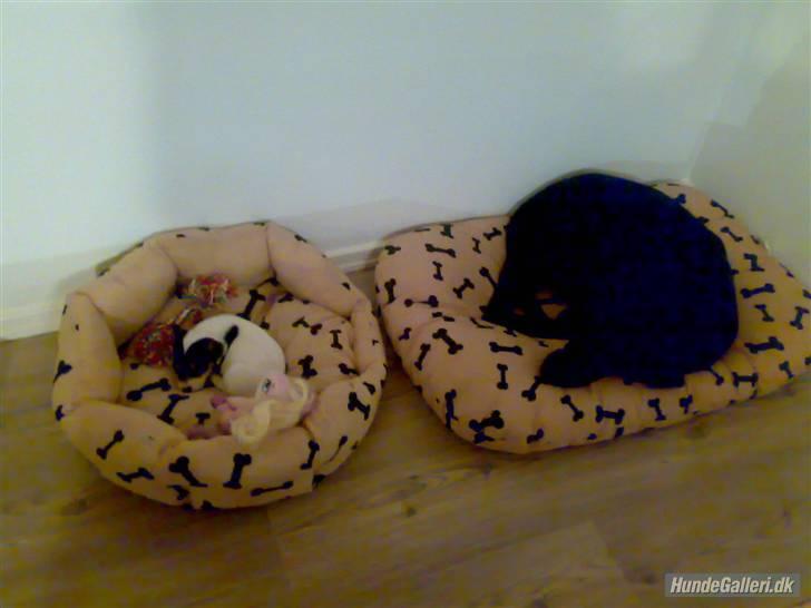 Jack russell terrier Soffi - billede 2