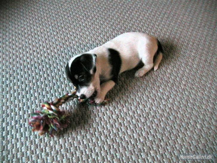 Jack russell terrier Soffi - billede 3