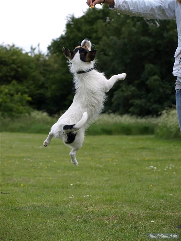 Jack russell terrier Soffi - billede 4