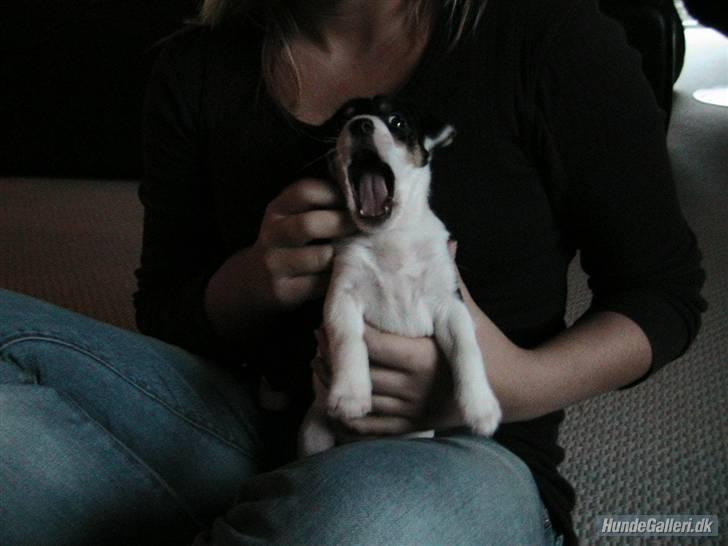 Jack russell terrier Soffi - billede 5