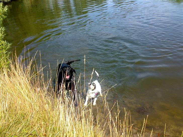 Jack russell terrier Soffi - billede 6