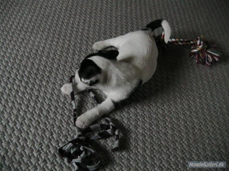 Jack russell terrier Soffi - billede 7