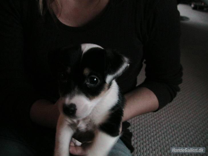 Jack russell terrier Soffi - billede 8