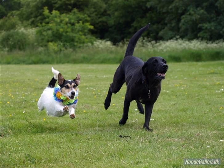 Jack russell terrier Soffi - billede 9