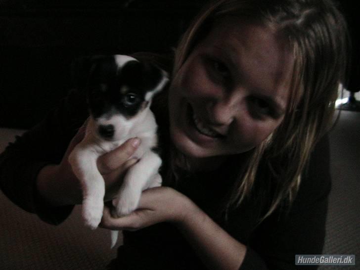 Jack russell terrier Soffi - billede 10