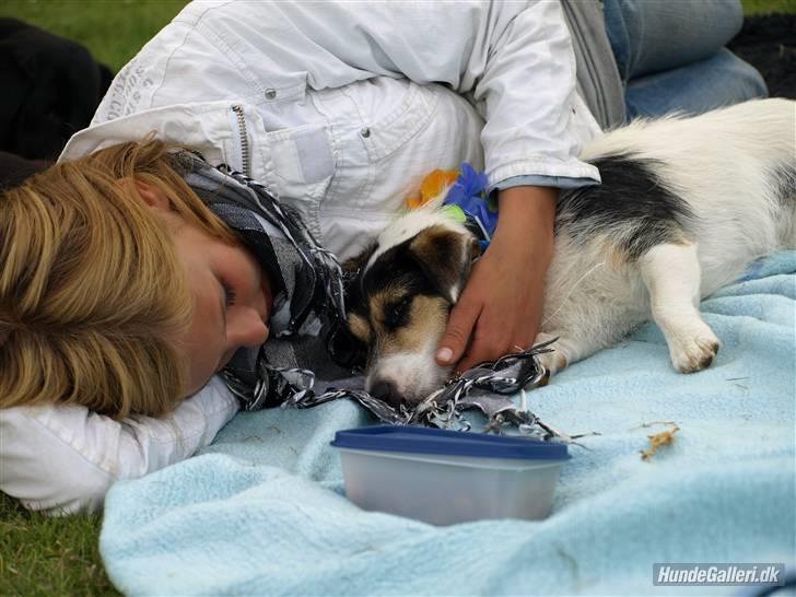 Jack russell terrier Soffi - billede 11