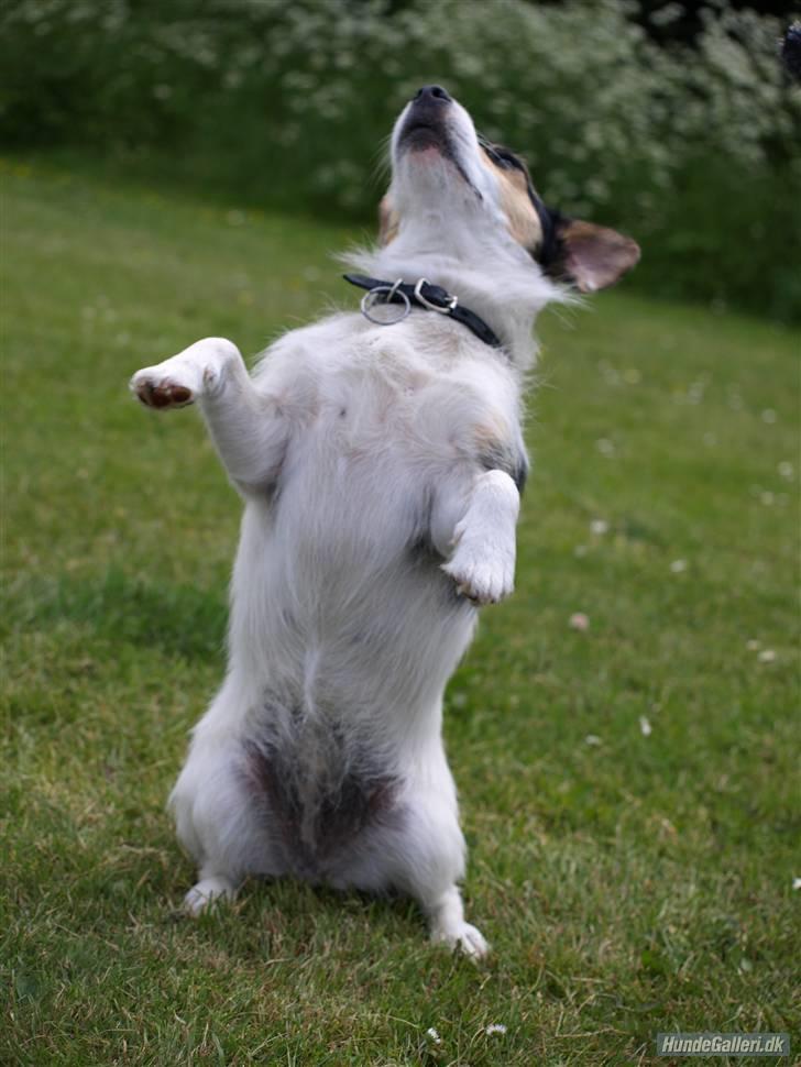 Jack russell terrier Soffi - billede 12