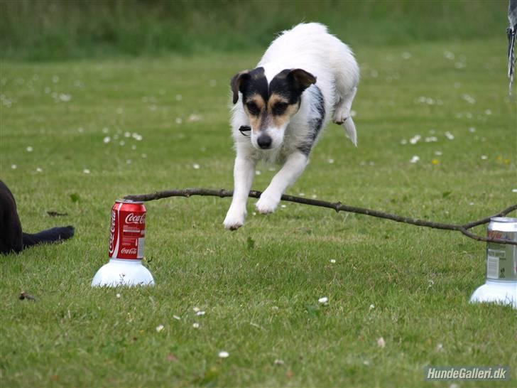 Jack russell terrier Soffi - billede 13