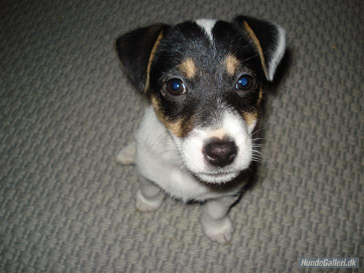 Jack russell terrier Soffi - billede 14