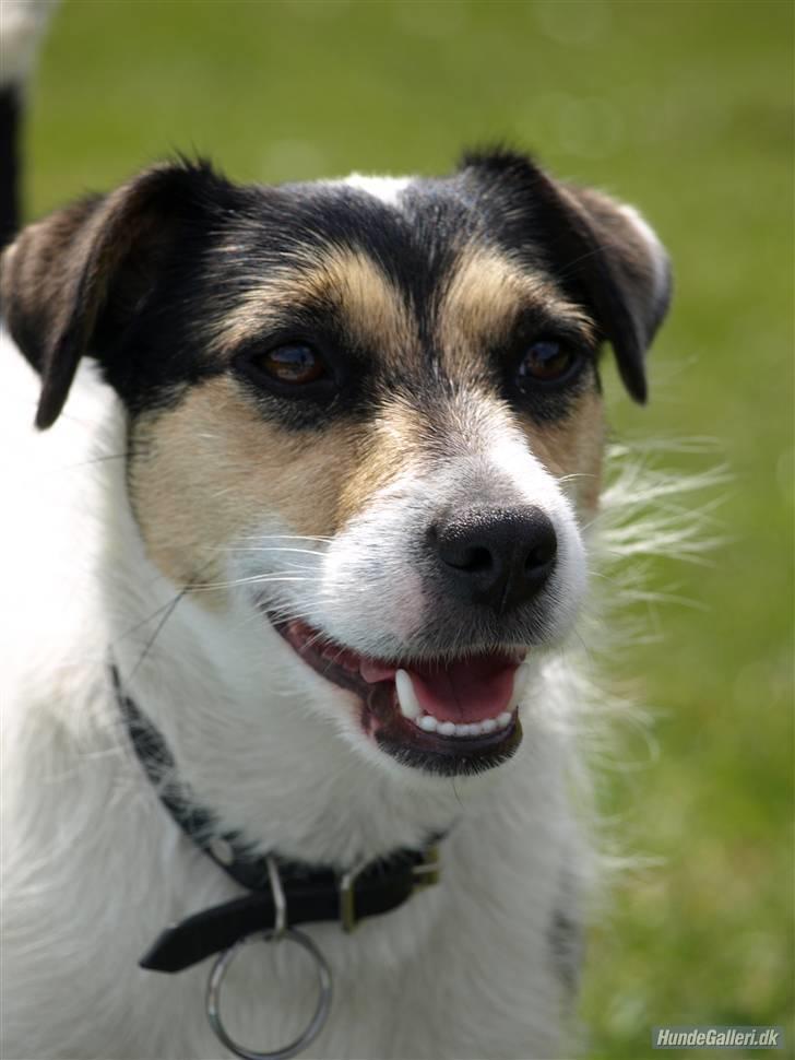 Jack russell terrier Soffi - billede 15