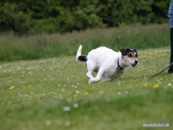 Jack russell terrier Soffi - billede 18