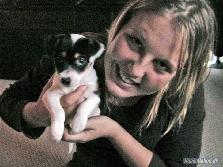 Jack russell terrier Soffi - billede 19