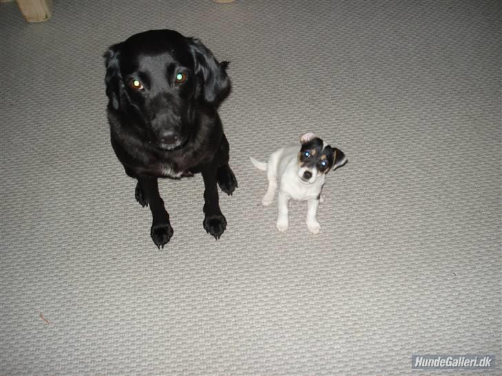 Jack russell terrier Soffi - billede 20