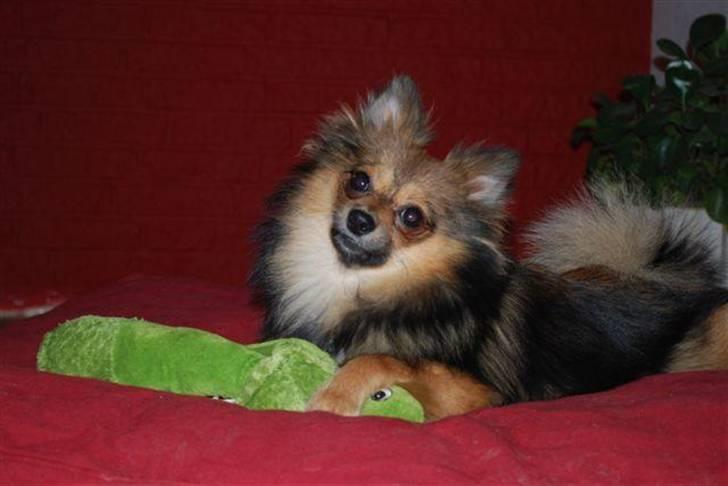 Pomeranian Amy - sød eller bare sød (fotograf Inge-Lise) billede 1
