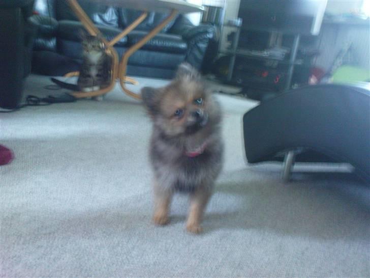 Pomeranian Amy billede 3