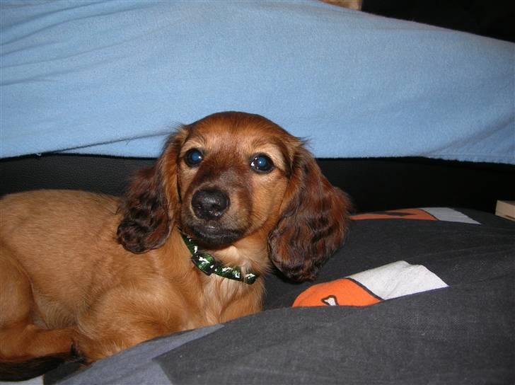 Miniature gravhund sille - hej jeg hedder sille velkommen til min profil billede 1