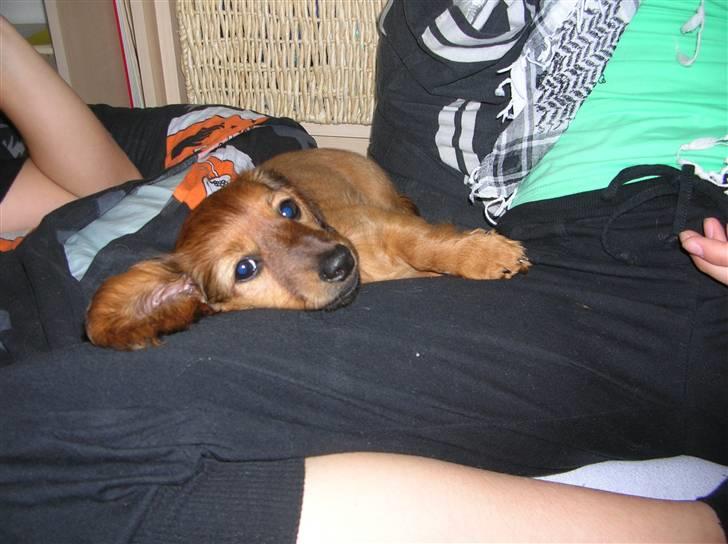 Miniature gravhund sille billede 2