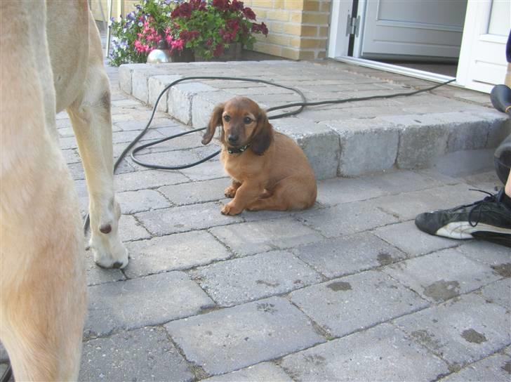 Miniature gravhund sille - undenfor  den hund er da godt nok stor :-)  billede 3