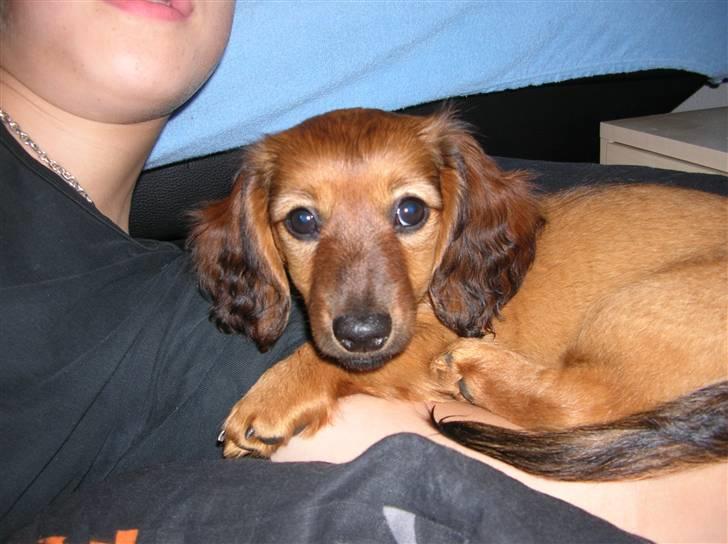 Miniature gravhund sille - ligger og hygger billede 4