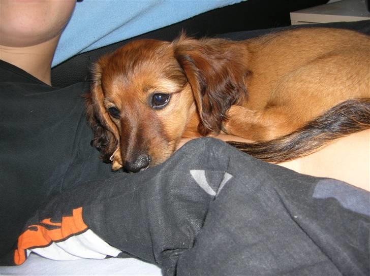 Miniature gravhund sille billede 5