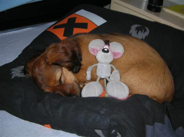 Miniature gravhund sille - sover med min nye bamse billede 6