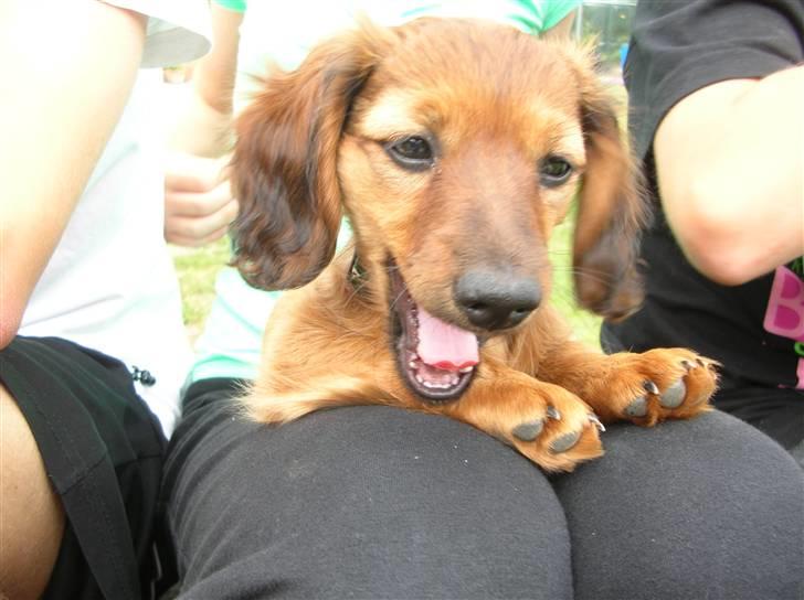 Miniature gravhund sille - jeg er træt  billede 7