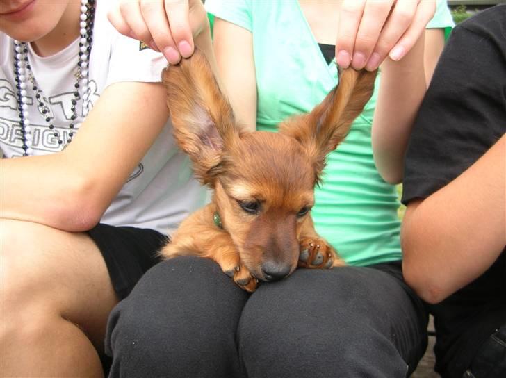 Miniature gravhund sille - jeg pøver at flyve  men det går ikke så godt billede 8