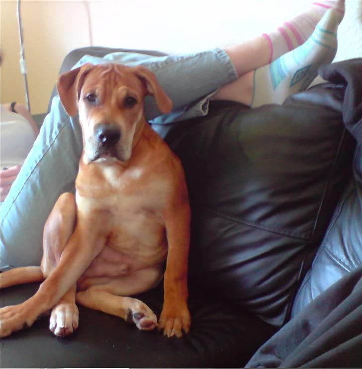 Mallorca Mastiff / Ca de Bou Alejo/Hector - I´ll Be watching you billede 1