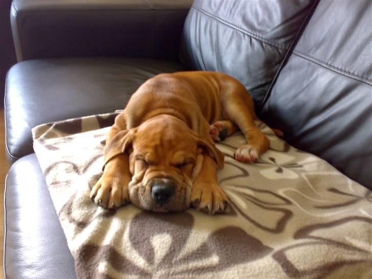 Mallorca Mastiff / Ca de Bou Alejo/Hector - Træt efter en laaang og meget varm dag. billede 2