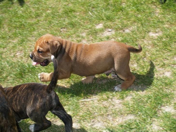Mallorca Mastiff / Ca de Bou Alejo/Hector - Sammen med en af mine søskendene. billede 3
