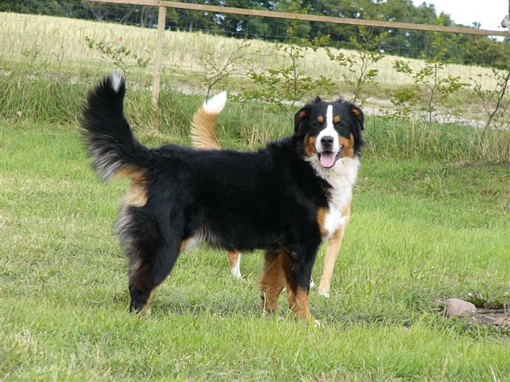 Berner sennenhund Balter (Har fået et nyt hjem) - Så blev Balter 11 måneder. Taget d.25 Juni 2008. billede 6