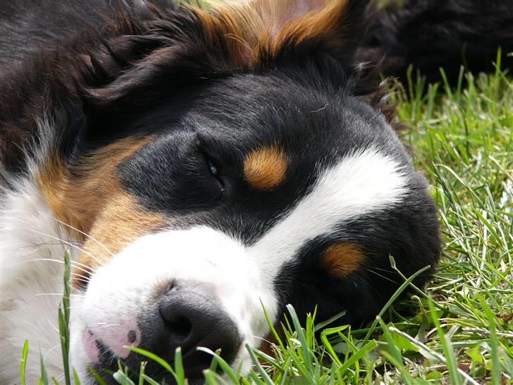 Berner sennenhund Balter (Har fået et nyt hjem) - Så kær!!!!!! billede 7