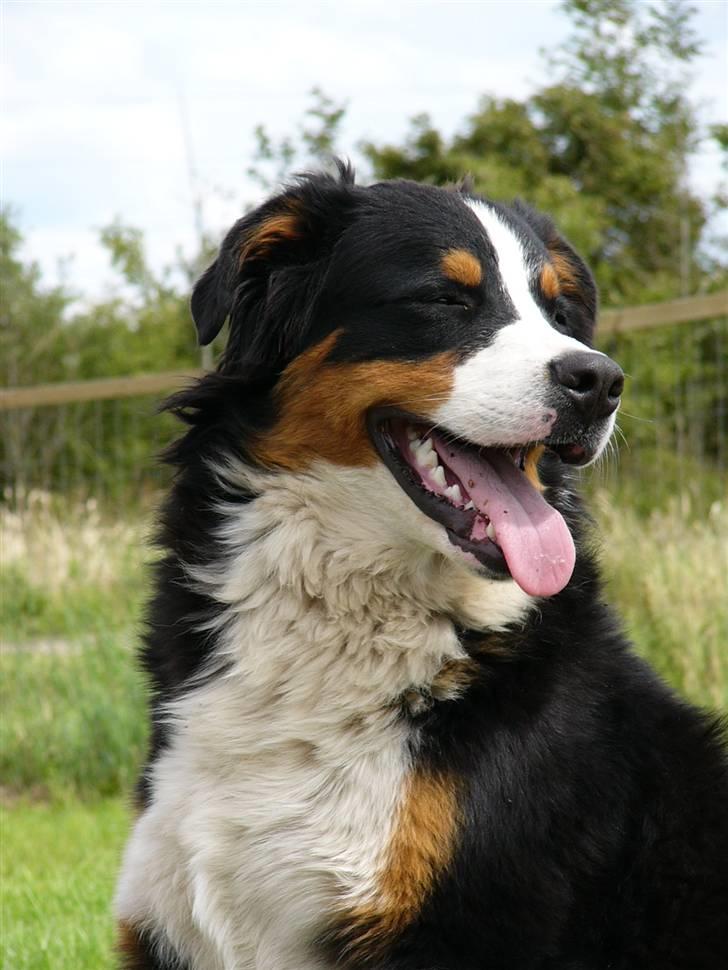 Berner sennenhund Balter (Har fået et nyt hjem) - Han er en flot hund synes jeg!!! Skøn lille bamse.. billede 8