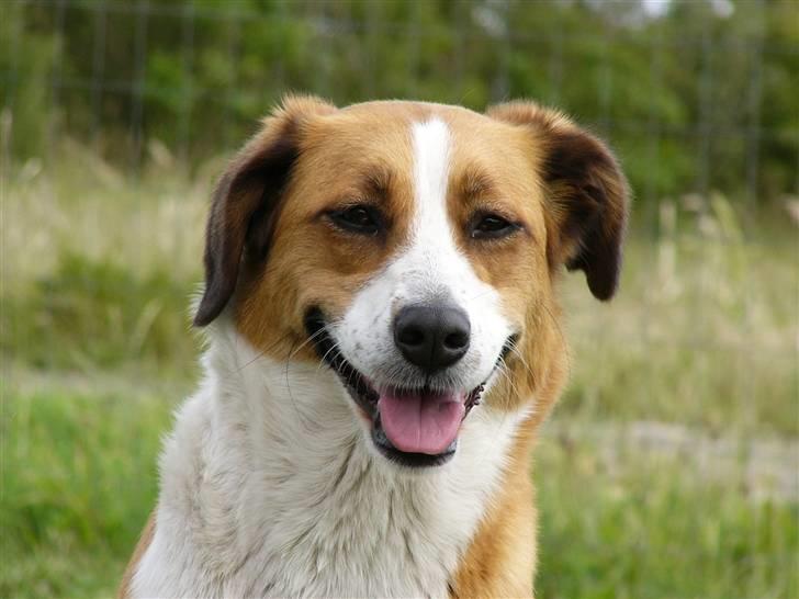 Blanding af racer Mille - Taget d.25 Juni 2008...  billede 9