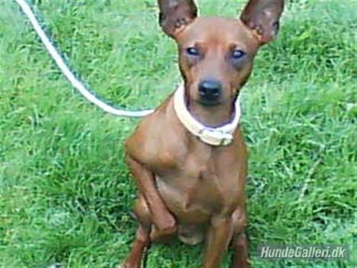 Dvaergpinscher Tango billede 1