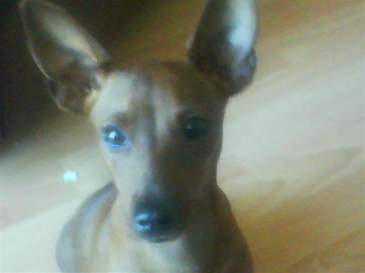 Dvaergpinscher Tango billede 2