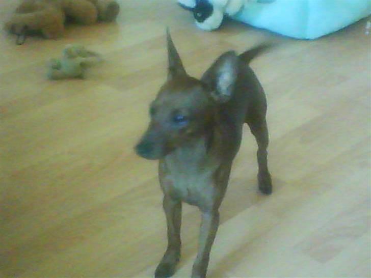 Dvaergpinscher Tango billede 3