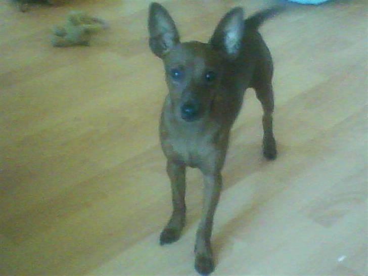 Dvaergpinscher Tango billede 4