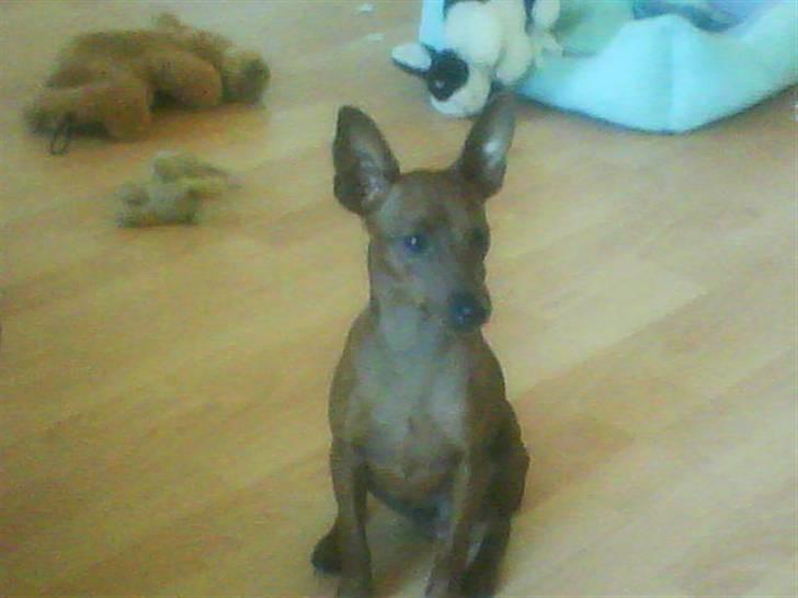 Dvaergpinscher Tango billede 5